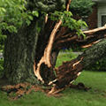 Tree struck by lightning and split apart. 