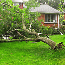 tree in a yard that has been uprooted and fallen on a house.