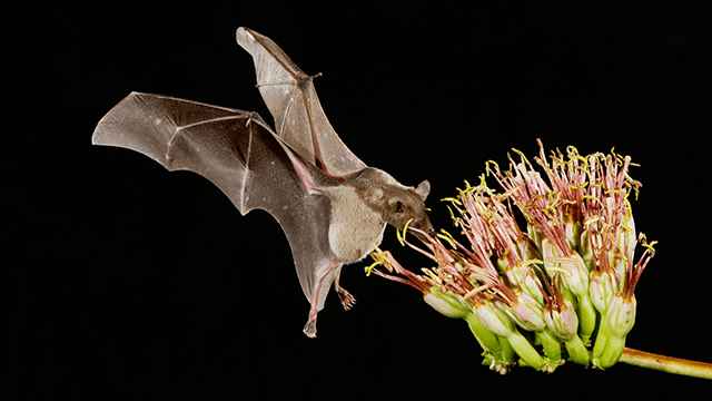 Midwestern little brown bat pollinating a flower. 
