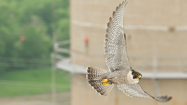 Falcon flying in front of a power plant. 