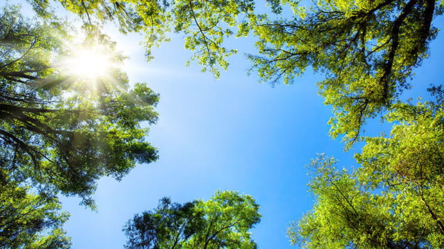 Trees against the sky with the sun. 