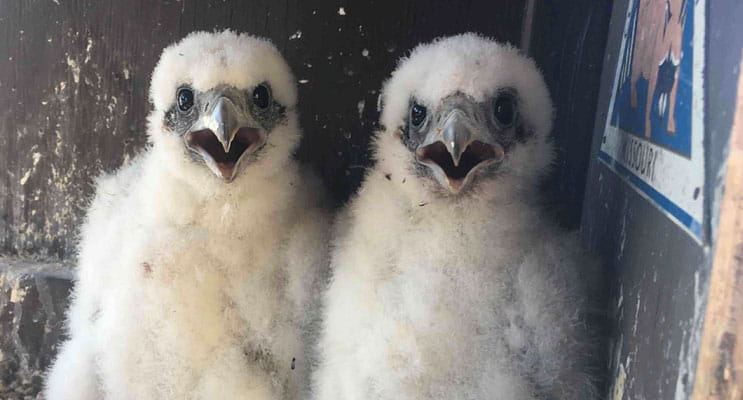 Baby falcon chicks. 