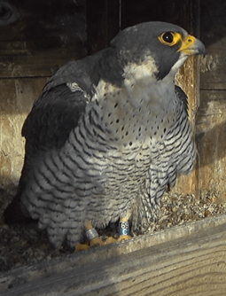 The lock-on band is on the right leg of our adult female, and auxiliary band on the left.