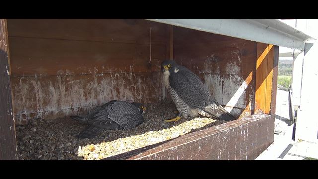 Usually when the female enters the nest after taking an incubation break, the male quickly jumps off the eggs and leaves. Not so with our male.