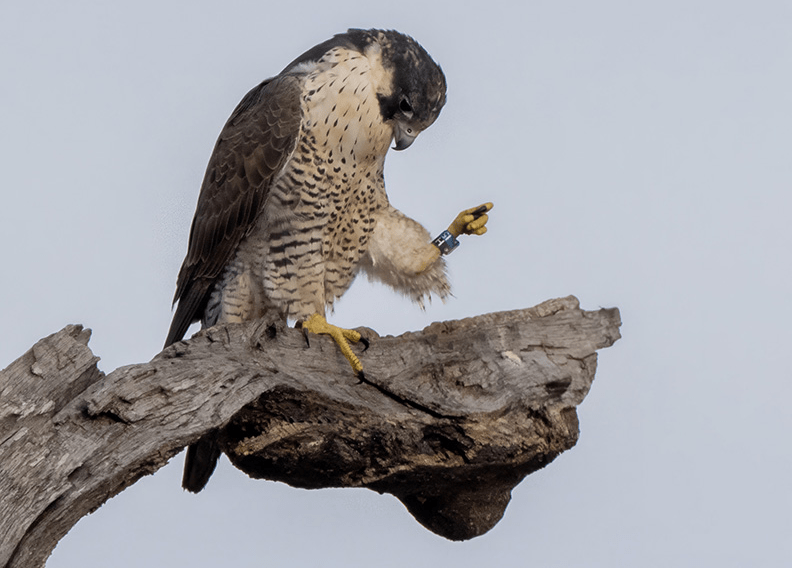 This band is on the tarsus, placed on this Peregrine falcon by Jeff Meshach, in May of 2023. Photo by Danny Pickens.