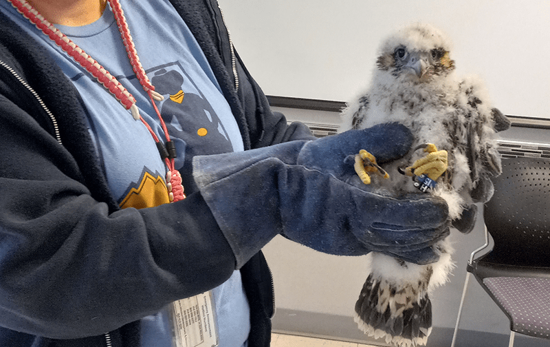 This band is on the tarsus, placed on this Peregrine falcon by Jeff Meshach, in May of 2023. Photo by Danny Pickens.