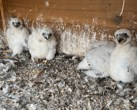 Peregrine falcon chicks in the nest