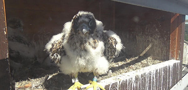 The darker feathers coming in from underneath the white down of Meramec (W/36) are contour feathers.