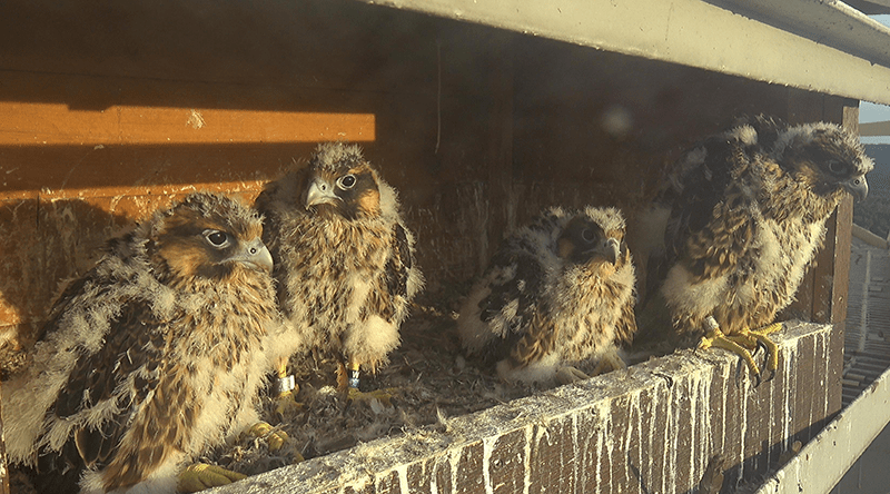 The darker feathers coming in from underneath the white down of Meramec (W/36) are contour feathers.