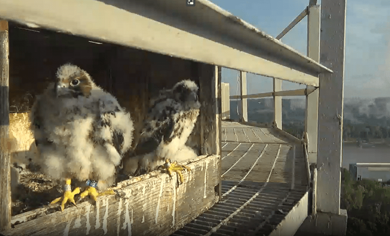 falcon chicks in a nest
