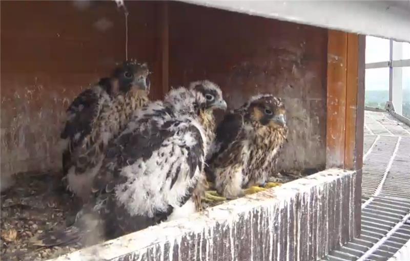 falcon chicks in a nest