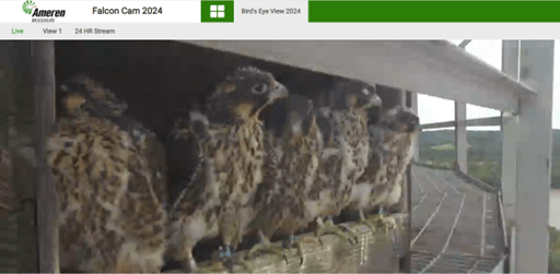 falcon chicks