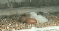 falcon baby sitting with eggs in a nest. 