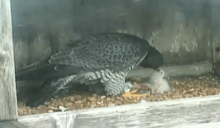 falcon mother feeding baby in nest. 