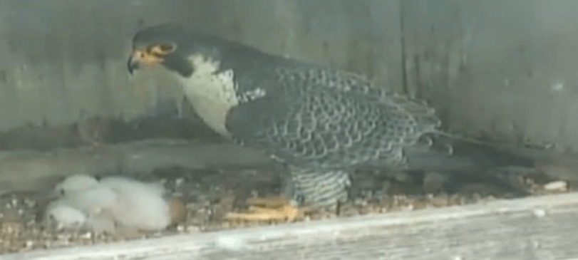 Falcon mother snuggles with two babies. 